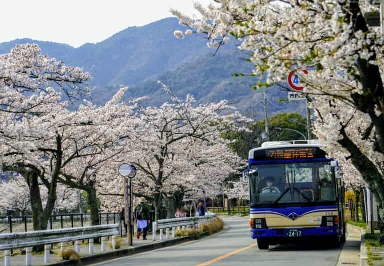 西宮市のオリジナル桜は何品種あるでしょう？【西宮クイズ】