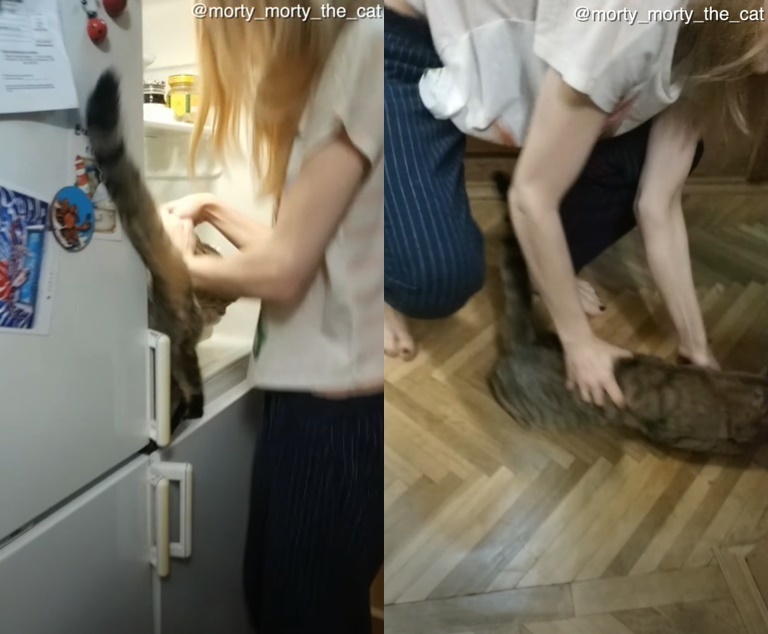 冷蔵庫を開けた一瞬の隙をつく小さなギャングの犯行に驚愕!ヤツが盗んだものとは・・・
