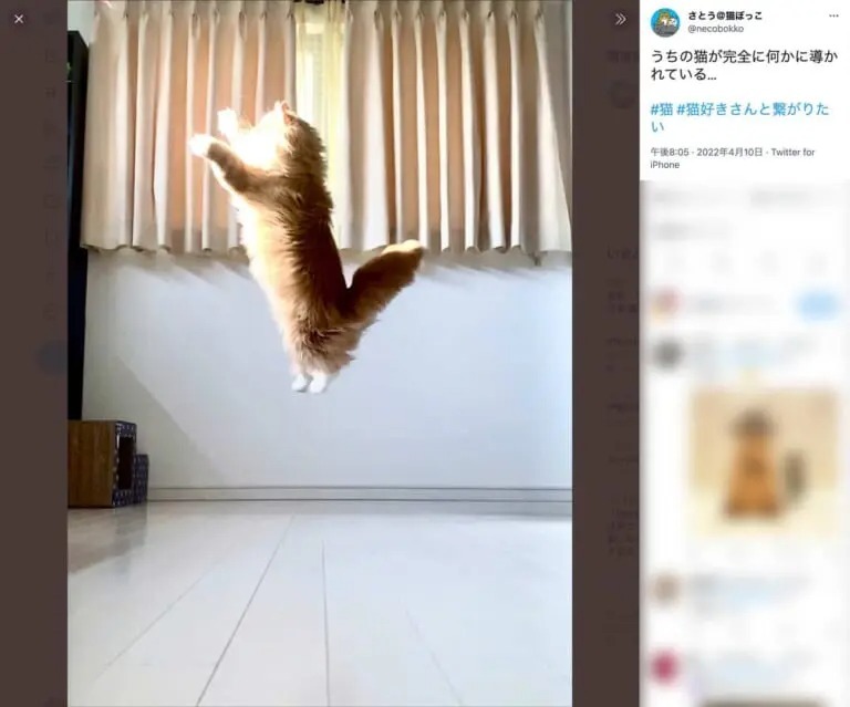 これは神のお導き！？光を受けて空中浮遊する猫さん