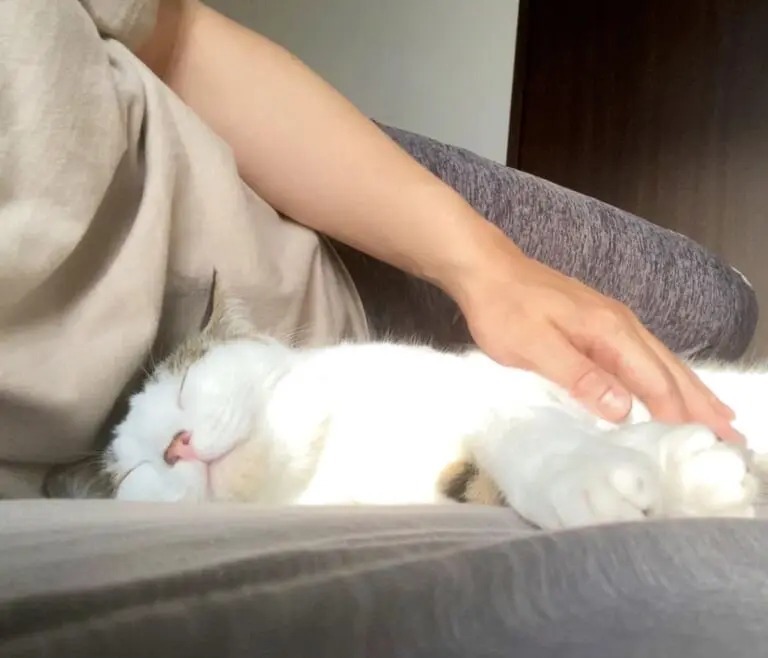 我が家の「箱入り娘」は袋がお気に入り　中に入って出待ちをする愛猫