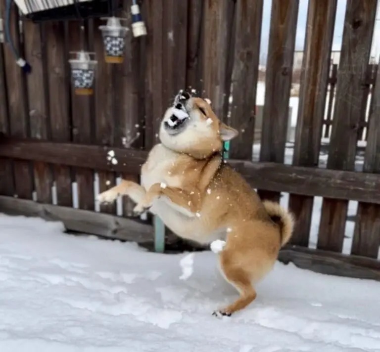 雪のドッグランを疾走　柴犬のワンダフルなフライングドッグ