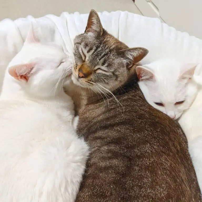 「ウクライナ・キャッツ」と呼ばれる猫　日常を伝える大切さと平和への祈り