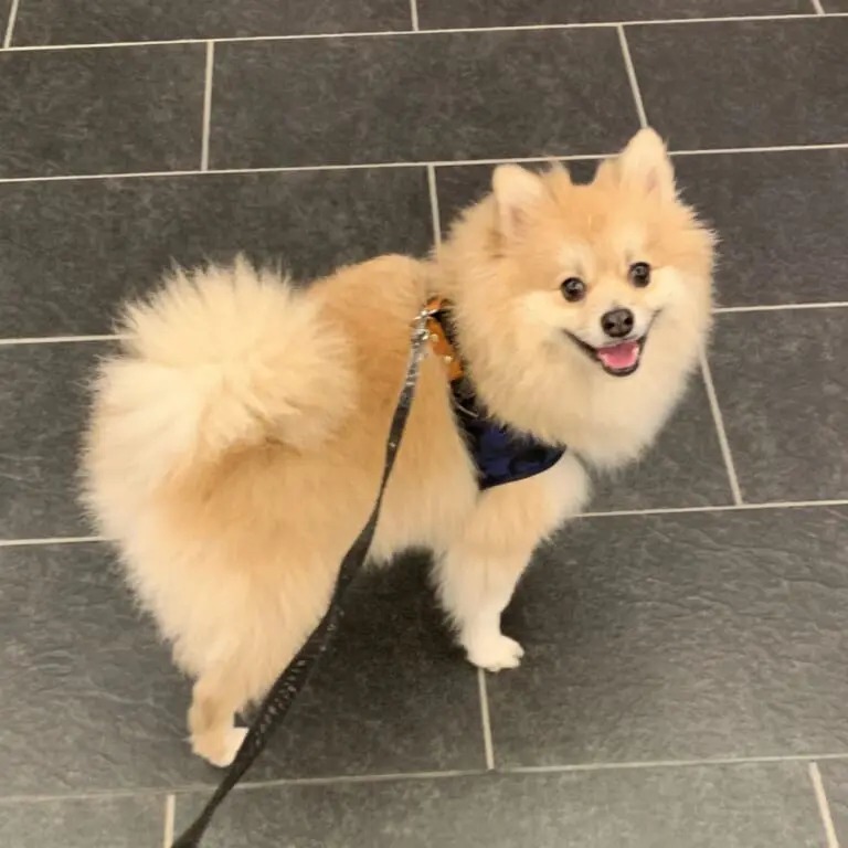 抱っこすると飼い主の上半身が隠れてしまう「でかポメ」がでっかわいい