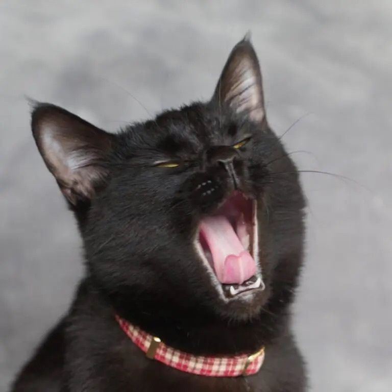 何か企んでる?ニヤリとする黒猫さんに「昔の任侠映画ポスターにありそう」の声