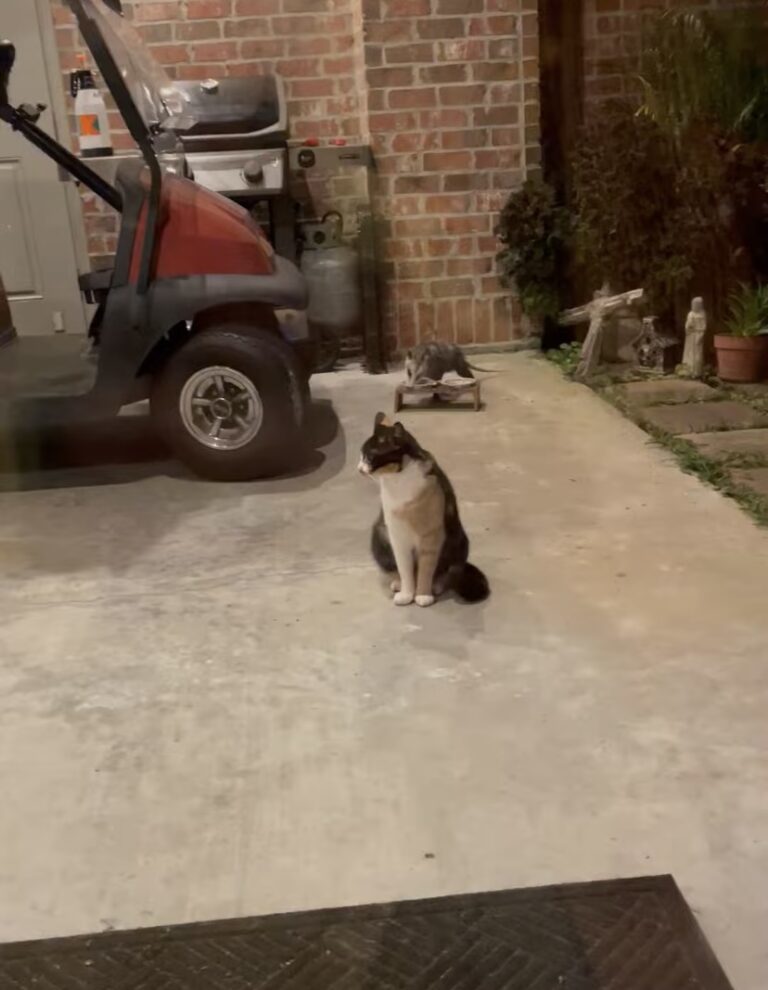 猫がよそ見をしているその隙に・・、「ある野生動物」がちゃっかり猫のご飯を美味しくいただいていました！！【アメリカ・動画】