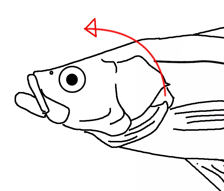 魚の締め方ガイド！釣った魚を持ち帰る際の正しい締め方をご紹介！