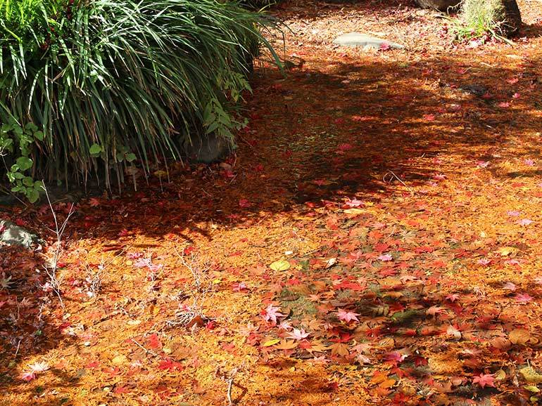 秋の車中泊旅におすすめ！都心からすぐいける「箱根」の紅葉スポット＆秋の名所