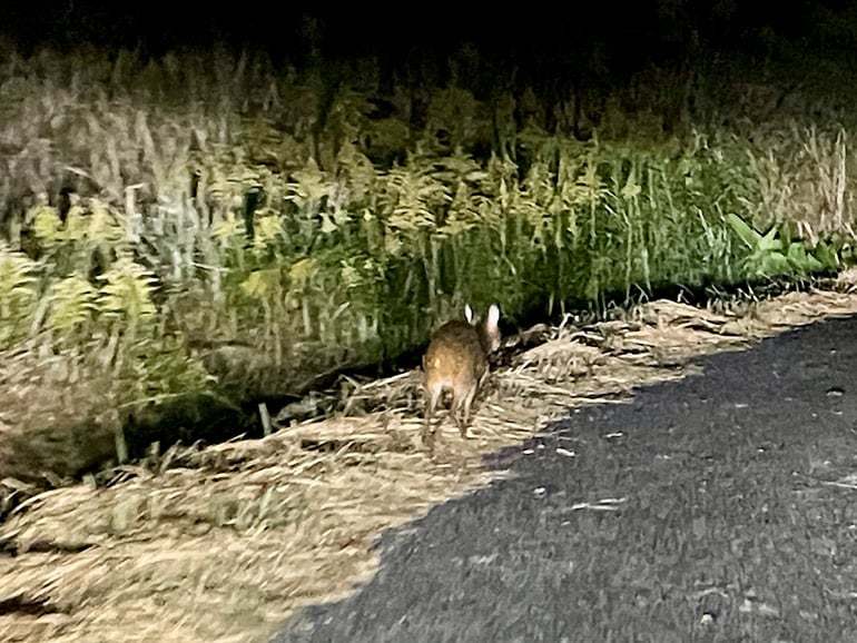 車中泊仕様の軽トラにしし狩バンパーを取り付けた