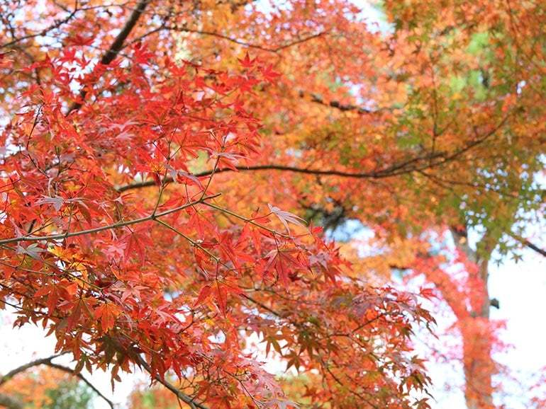 秋の車中泊旅におすすめ！都心からすぐいける「箱根」の紅葉スポット＆秋の名所