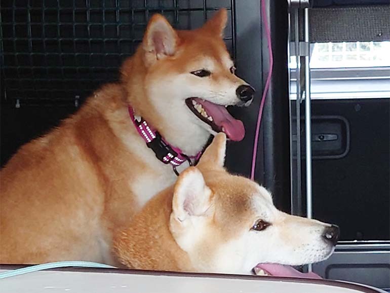 愛犬との車中泊！キャンピングカーに慣れさせるために実践していること