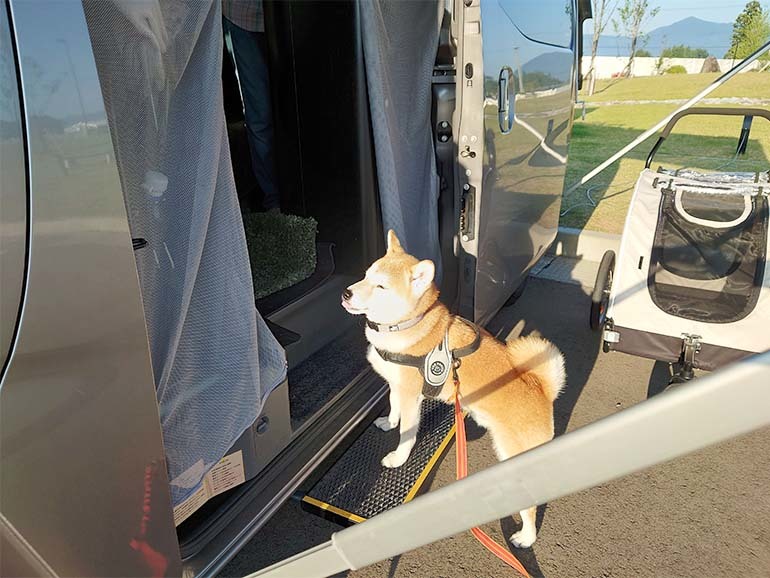 経験5年で分かった！犬連れの車中泊におすすめのキャンピングカー装備6選