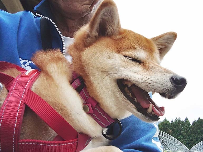 愛犬との車中泊！キャンピングカーに慣れさせるために実践していること