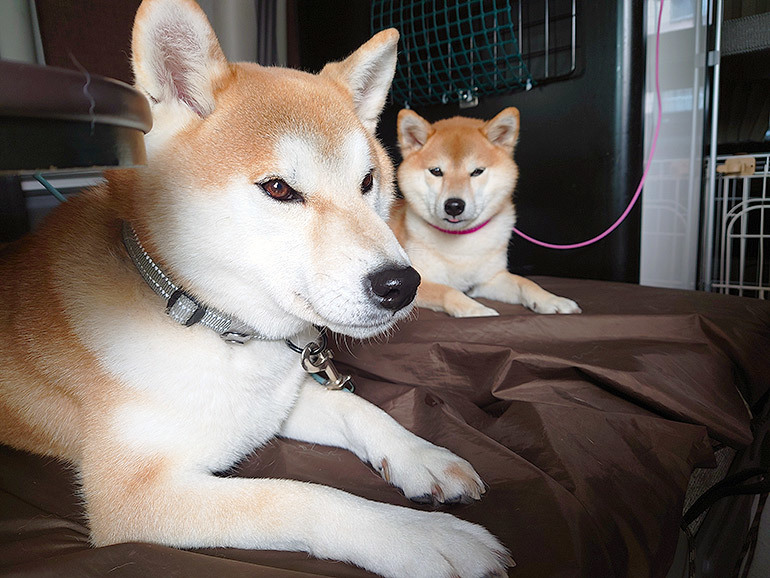 冬の車中泊！獣医師に聞いた愛犬が安全に過ごせる車内環境とは？