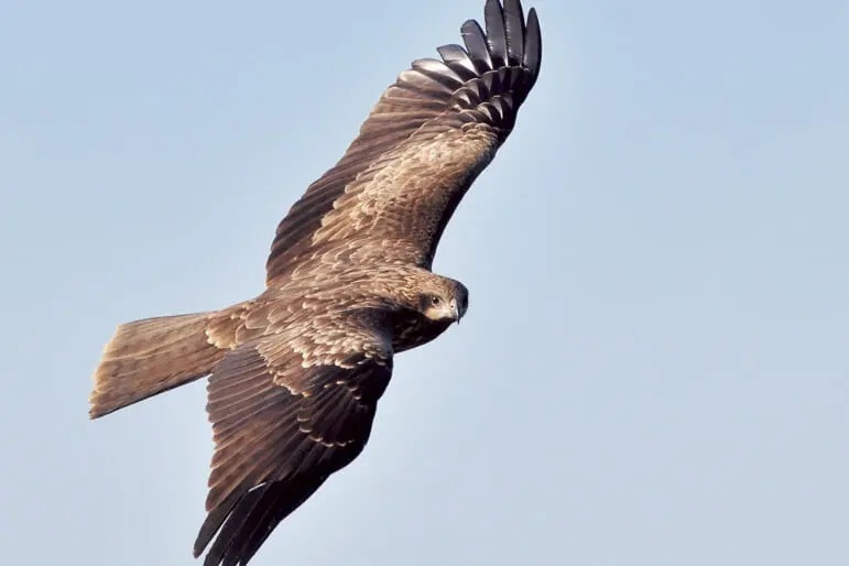 なぜ鳥は空を飛べるのか？「飛翔の科学」