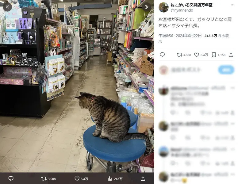 頑張れ～！お客さんが来なくて肩を落とす猫店長