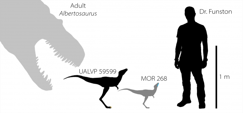 孵化直後のティラノサウルスは「成犬のボーダーコリー」くらいあったと判明！
