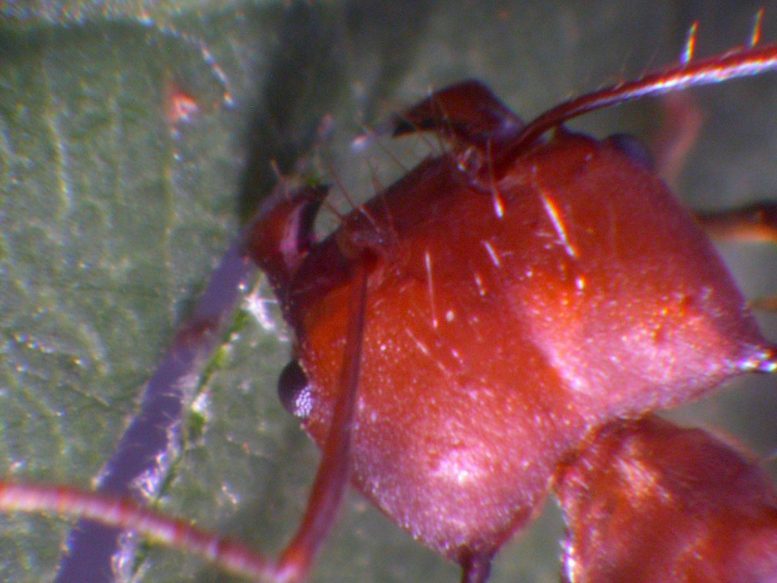 アリの歯は「亜鉛」で切れ味を鋭くしていた、原子レベルで配置を初観察