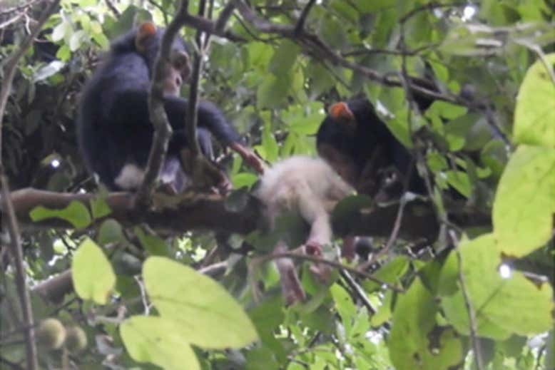 初の野生アルビノチンパンジーが、生後すぐオスたちに惨殺される