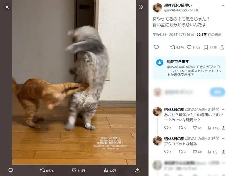 飼い主も困惑する猫たちの謎行動　ケンカ？触診？ヲタ芸？