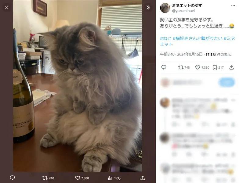 圧が凄すぎる……飼い主の食事を至近距離で見守る猫