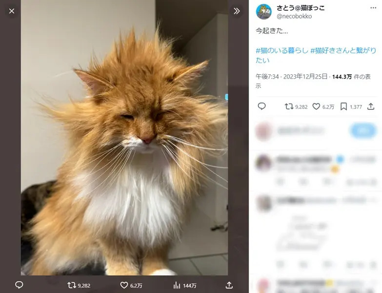 伝説のスーパーサイヤにゃん誕生？寝ぐせボサボサの猫が愛おしい