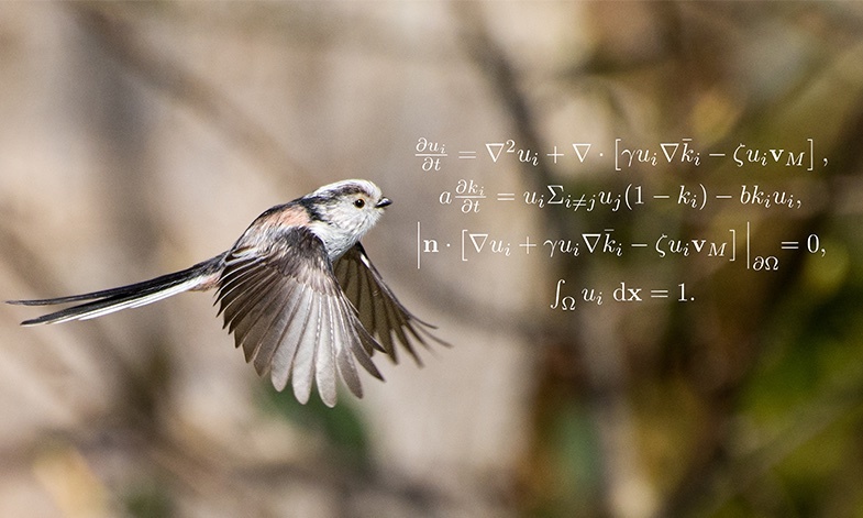 野鳥の分布にキリンのシマ模様と同じ法則が見つかる！数学者が見つけた自然界の掟「チューリングパターン」とは？