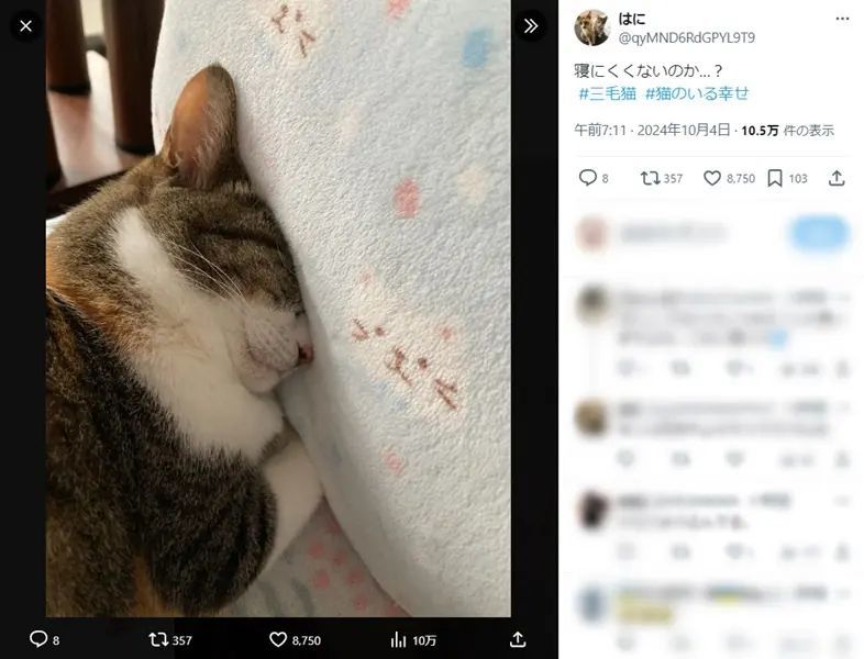 頭をクッションにめり込ませて眠る猫　飼い主も心配するレベル