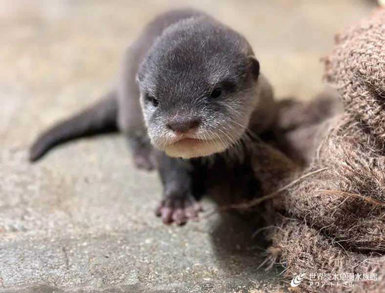 コツメカワウソの赤ちゃんの成長写真が公開　「アクア・トト ぎふ」では7年ぶりの繁殖