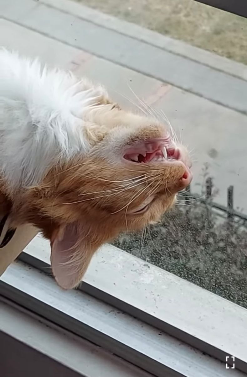 これはビビる！死んでるかと思ったよ。。。仰向けで口を開けたまま倒れているネコに飼い主さんが話しかけると・・・