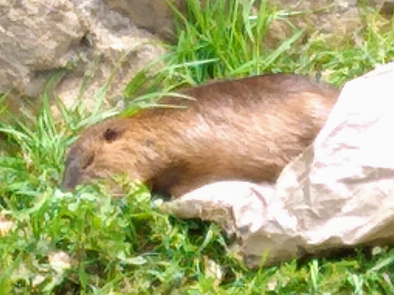 ヌートリアのような生き物の昼寝【西宮フォト】