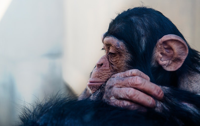 えっ？動物の短期記憶の平均はたったの27秒！？犬の場合は…