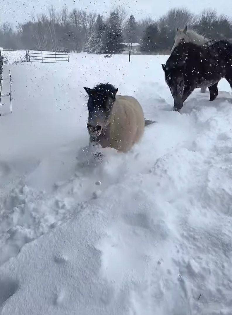 雪に負けないミニチュアホース。たとえ体が半分埋まっていても、雪をかき分け元気にどんどん進んでいきます！！