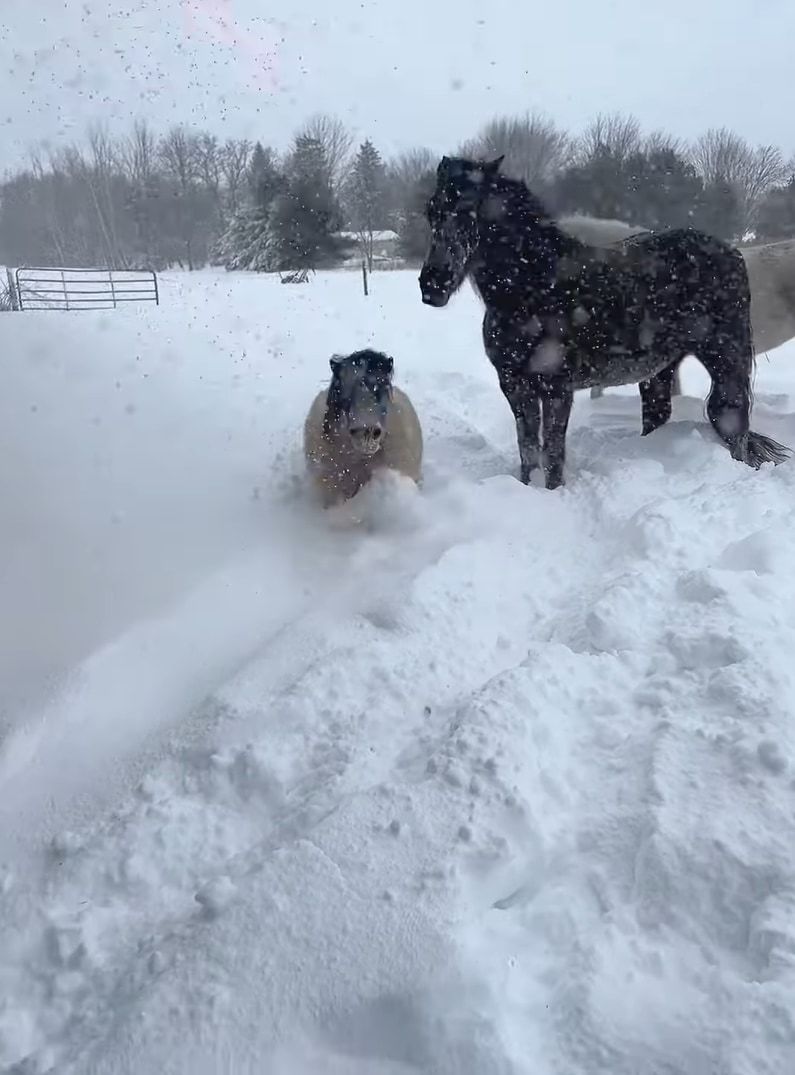 雪に負けないミニチュアホース。たとえ体が半分埋まっていても、雪をかき分け元気にどんどん進んでいきます！！