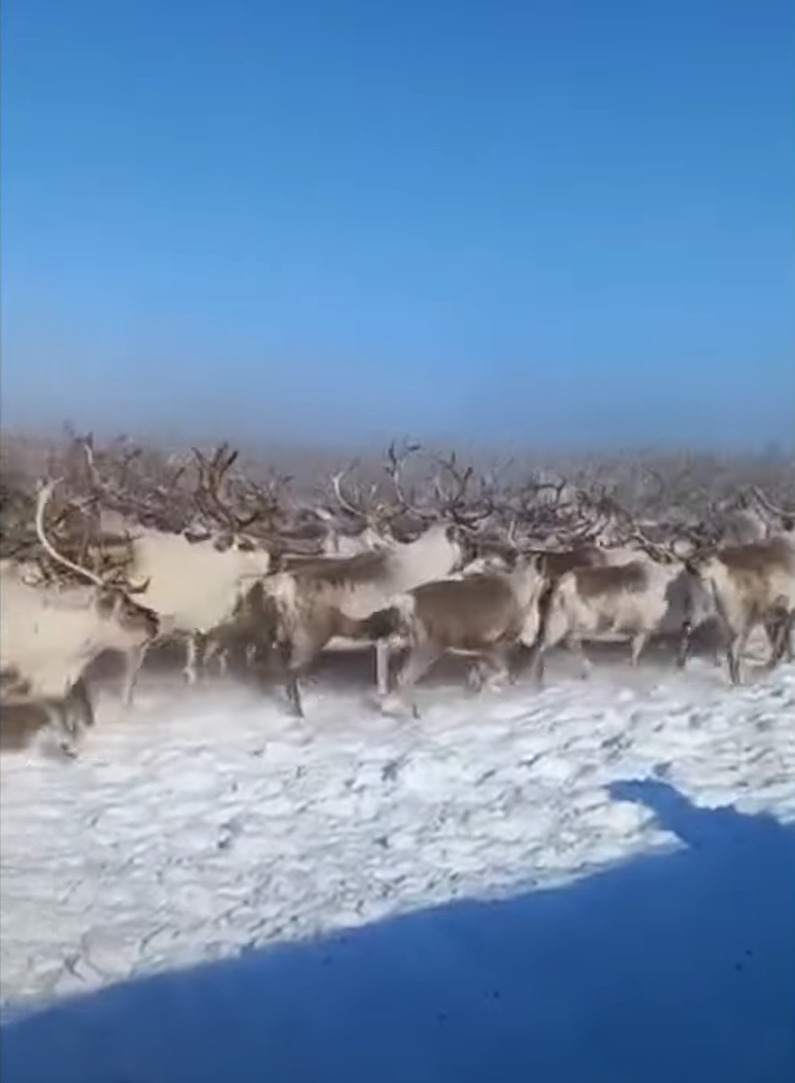 雪原を行く想像を絶する数のシカの群れ。あまりのも多くのシカが進むので、地面に積もった雪が宙を舞っているようです！！