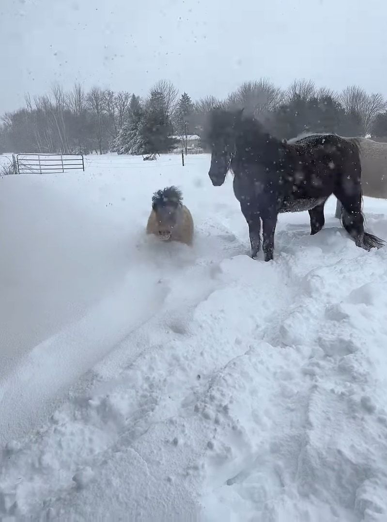 雪に負けないミニチュアホース。たとえ体が半分埋まっていても、雪をかき分け元気にどんどん進んでいきます！！