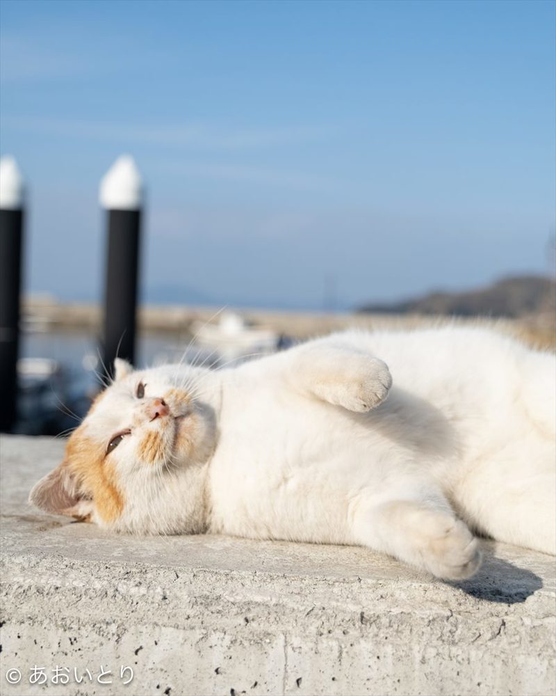 こっちまで眠くなってくる・・。くっついて眠るネコたちに反響！「お互いにあたたかいにゃ」「癒されます」