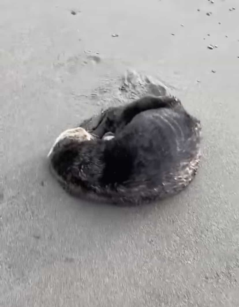 ビーチで日光浴をしていたのは、なんと水族館のあの人気者？！声をかけたらビックリしたのか、見たことない動きをして去っていきました