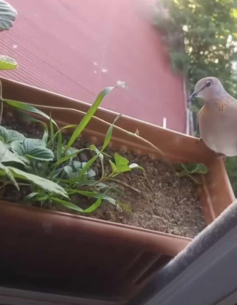 イチゴのプランターに鳩がとまっている！そのプランターの中をよく見ると・・、そこにはかわいいサプライズがありました！！【海外・動画】