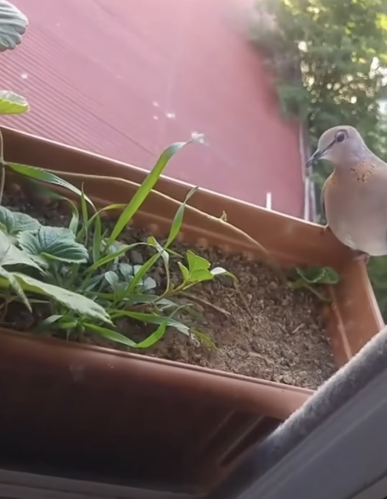 イチゴのプランターに鳩がとまっている！そのプランターの中をよく見るとそこにはかわいいサプライズがありました！！【海外・動画】