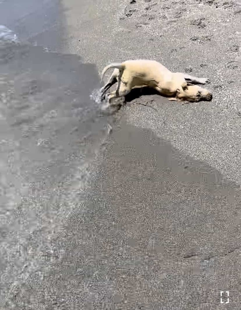 初めての海に大はしゃぎ！生後3ヶ月のラブラドールの子犬は、波打ち際を全身で堪能していました！！【アメリカ・動画】