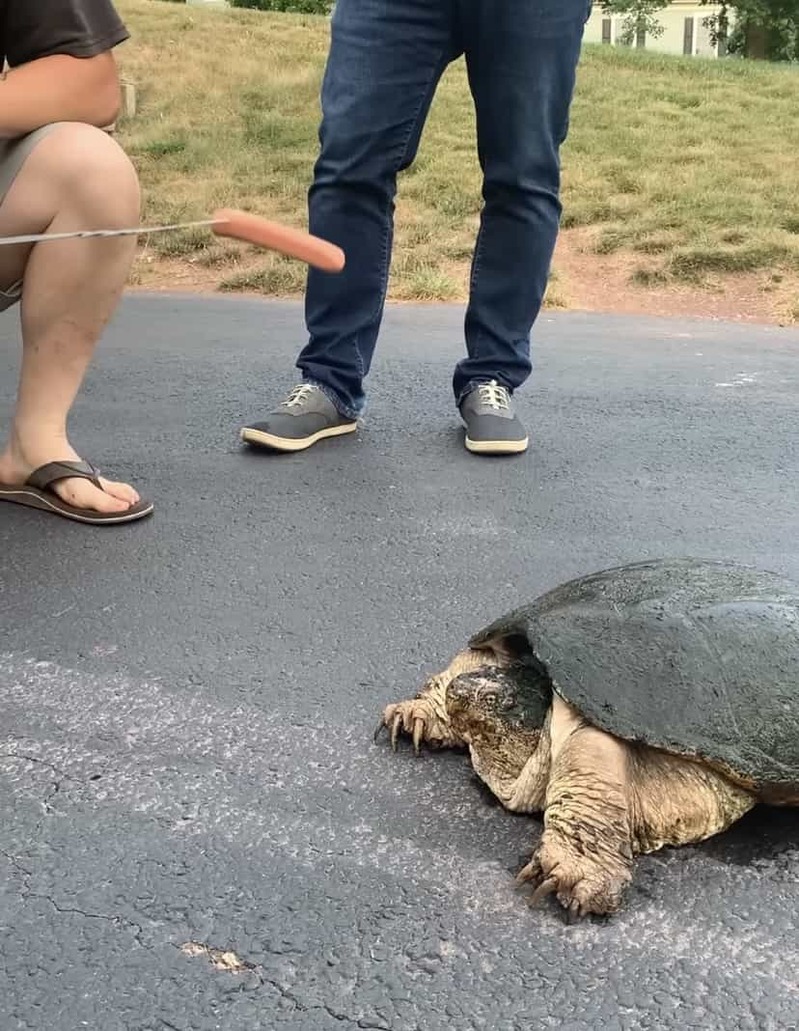 凶暴といわれるカミツキガメにソーセージを差し出してみたら・・。その恐ろしさが分かる衝撃映像が再生数1100万回超え！【アメリカ・動画】