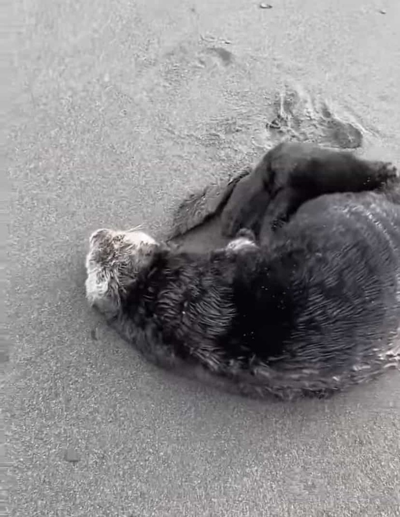 ビーチで日光浴をしていたのは、なんと水族館のあの人気者？！声をかけたらビックリしたのか、見たことない動きをして去っていきました