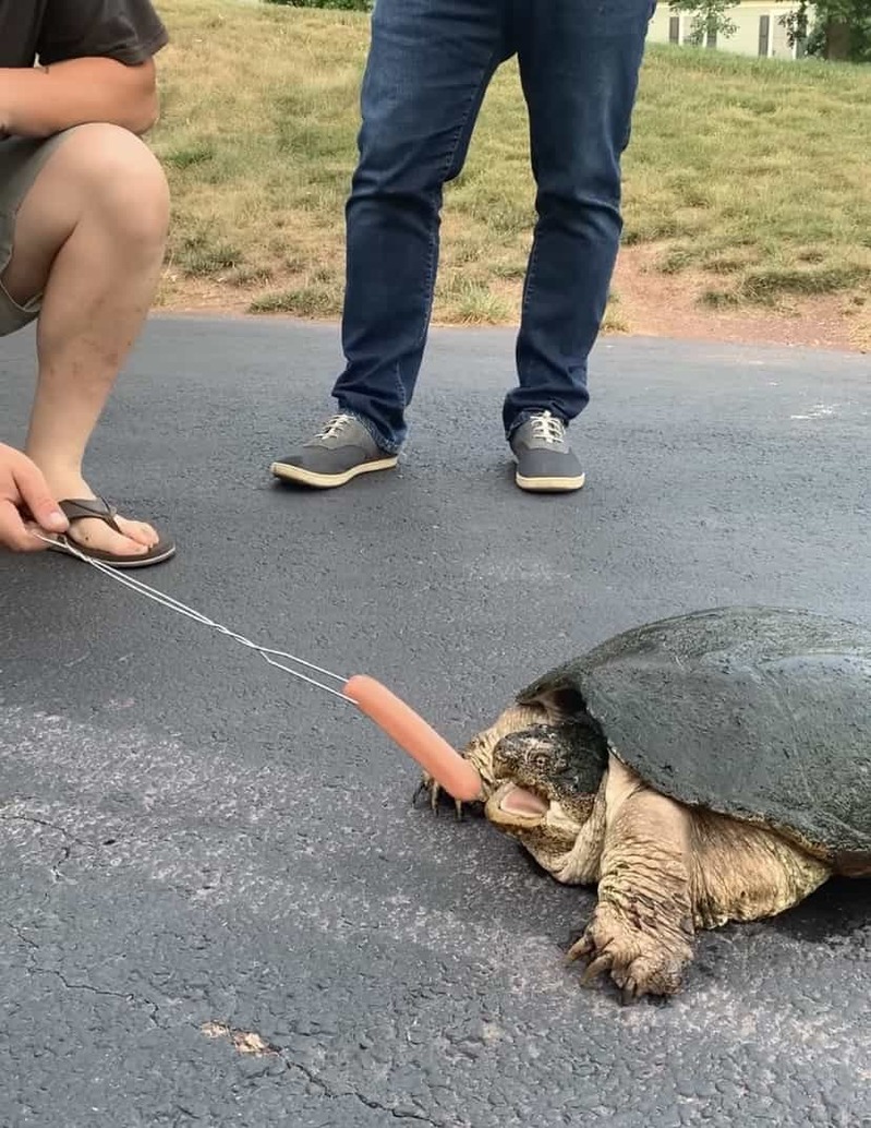 凶暴といわれるカミツキガメにソーセージを差し出してみたら・・。その恐ろしさが分かる衝撃映像が再生数1100万回超え！【アメリカ・動画】