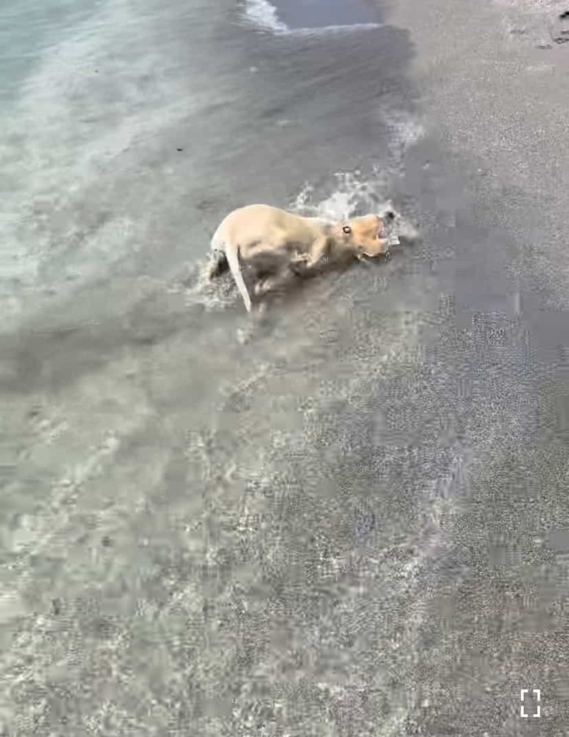 初めての海に大はしゃぎ！生後3ヶ月のラブラドールの子犬は、波打ち際を全身で堪能していました！！【アメリカ・動画】