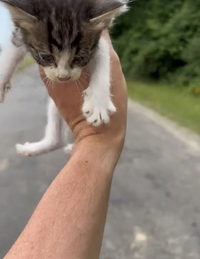 助けを求めるように姿をあらわした子猫を保護しようと抱き上げたら！次から次に子猫たちが飛び出してきた！！