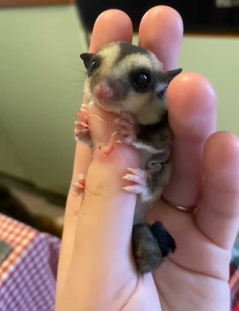 親指サイズの小さなこの子は・・。フクロモモンガの赤ちゃんがかわいすぎる!!【海外・動画】