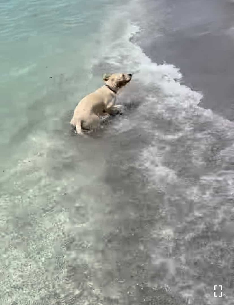 初めての海に大はしゃぎ！生後3ヶ月のラブラドールの子犬は、波打ち際を全身で堪能していました！！【アメリカ・動画】