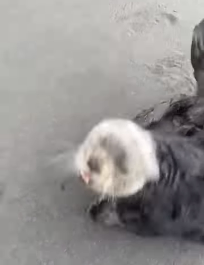 ビーチで日光浴をしていたのは、なんと水族館のあの人気者？！声をかけたらビックリしたのか、見たことない動きをして去っていきました