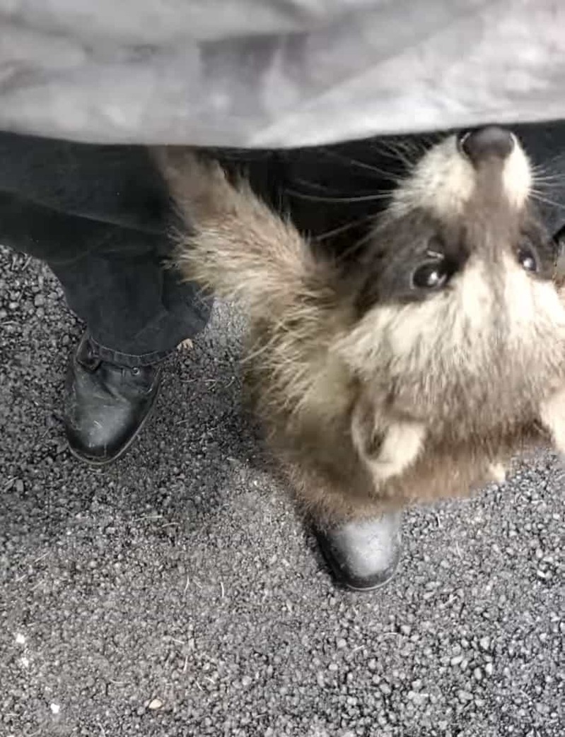 保護してくれた施設のスタッフさんにすっかり懐いたアライグマの赤ちゃんたち。スタッフさんの後をついていき、追いつくと・・【アメリカ・動画】