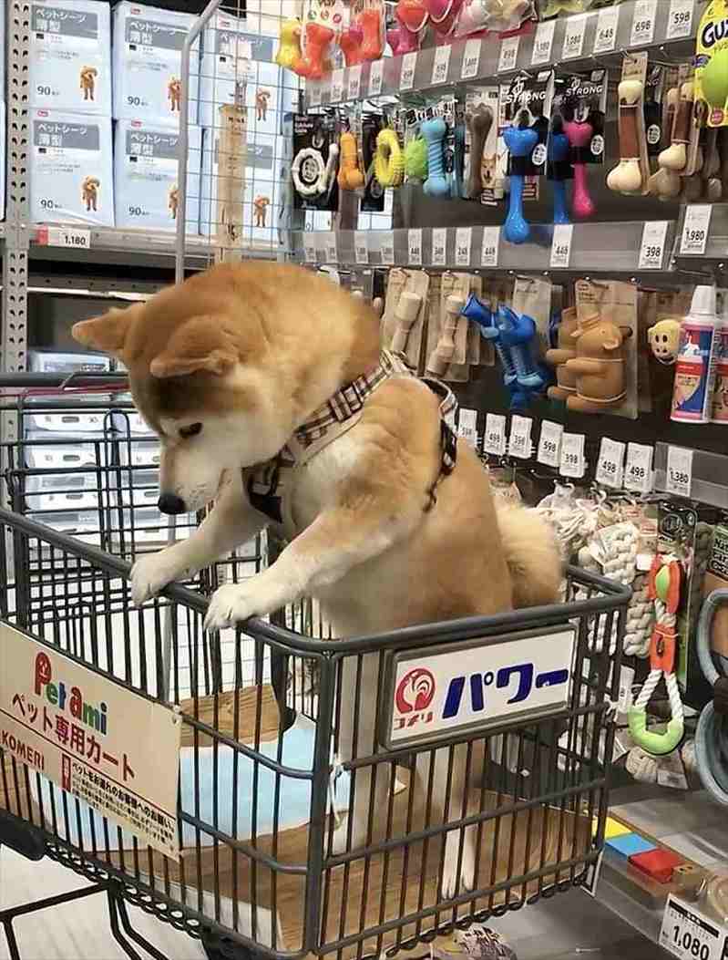 オモチャを買ってもらえるかもと思っている？オモチャを見つめる柴犬の姿が話題に！「もはやうすら笑いしちゃってます」